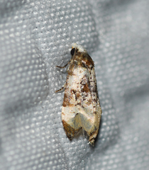 Phalonidia memoranda