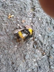 Bombus terrestris