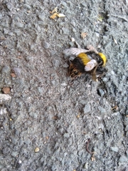 Bombus terrestris