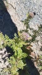 Phacelia franklinii