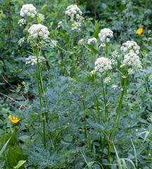 Ligusticum filicinum