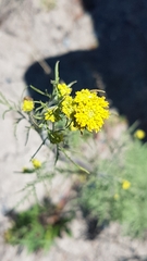 Descurainia sophioides