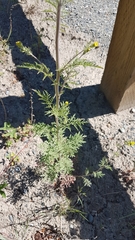 Descurainia sophioides