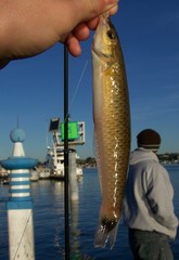 Halichoeres californicus