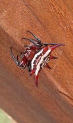 Gasteracantha versicolor