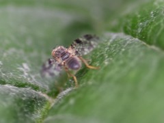 Tephritis vespertina