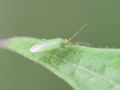 Orthotylus marginalis