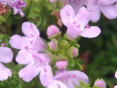 Thymus caespititius