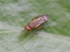Opomyza petrei
