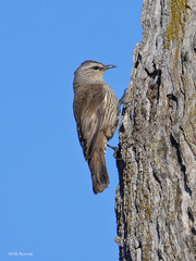 Brown Treecreeper photo 4