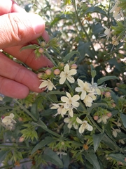 Tetraclea coulteri