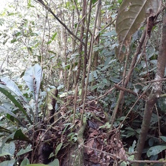 Terminalia amazonia