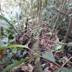Terminalia amazonia