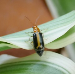 Cyclotrypema furcata