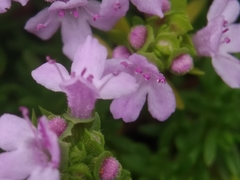 Thymus caespititius
