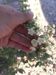Tetraclea coulteri