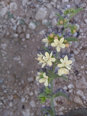 Tetraclea coulteri
