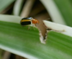 Cyclotrypema furcata