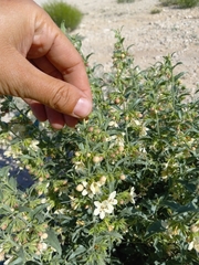 Tetraclea coulteri
