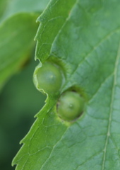 Pachypsylla celtidisumbilicus