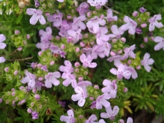 Thymus caespititius