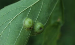 Pachypsylla celtidisumbilicus