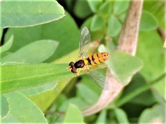 Sphaerophoria pyrrhina