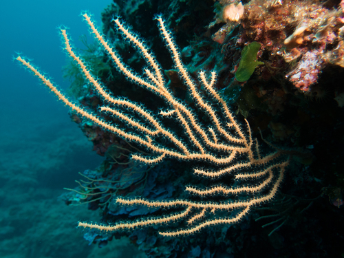 Yellow Gorgonian, photo 5 of 9