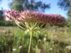 Daucus crinitus