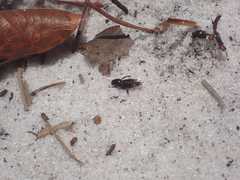 Neotridactylus archboldi