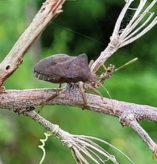 Anasa scorbutica