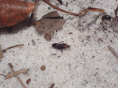 Neotridactylus archboldi