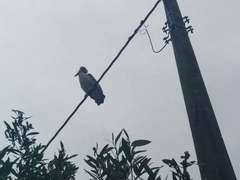 Pelecanus occidentalis