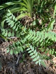 Astragalus canadensis
