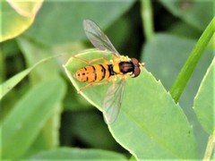 Sphaerophoria pyrrhina
