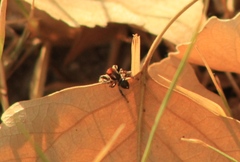 Habronattus forticulus