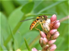 Sphaerophoria pyrrhina