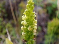 Platanthera pollostantha