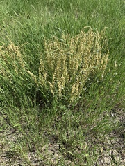 Atriplex gardneri