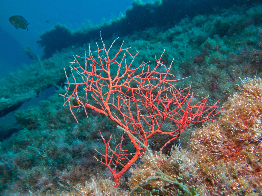 Orange Gorgonian