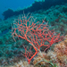 Orange Gorgonian - Photo (c) fabri, some rights reserved (CC BY-NC), uploaded by fabri