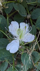 Capparis sicula