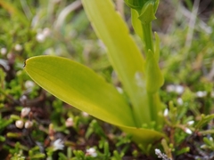 Platanthera pollostantha