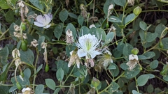 Capparis sicula