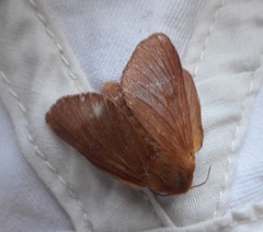 Malacosoma franconicum