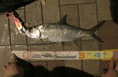 Megalops cyprinoides