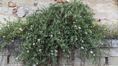 Capparis sicula