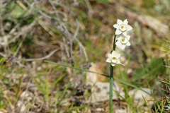 Narcissus dubius