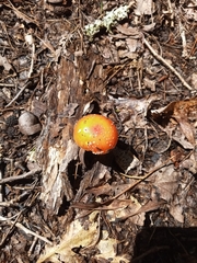 Amanita parcivolvata