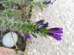 Echium sabulicola